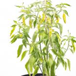 Aji Valle de Canca Chili Seeds 