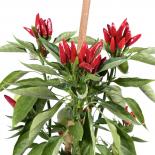 Calabria 9 Hot Chili Seeds 