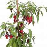 Lucifer´s Dream Chili Seeds 