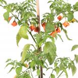 Orange Bell Chilli Seeds 