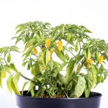 Datil Super Chilli Seeds 