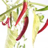 Aji Chirotielo Rojo Chilli Seeds 