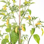 Aji Melocoton Chilli Seeds 