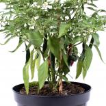 Cayenetta Chilisamen 