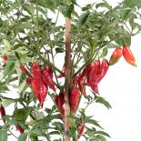 Habanero Maya Chilli Seeds 