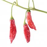 Aji Blando Chilli Seeds 
