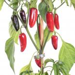 Jalapeno Ixtapa X3R Chilli Seeds 