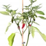 Jalapeno Master Chilisamen 