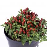 NuMex Earth Day Chilli Seeds 