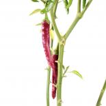 Kulai King Chilli Seeds 