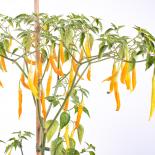 Aji Patillo Chilli Seeds 