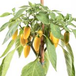 NuMex Jalapeno Lemon Spice 