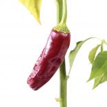 NuMex Garnet Chilli Seeds 