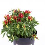 NuMex Chinese New Year Chili Seeds 