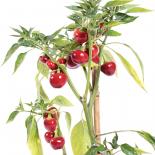 Aji Cereza chilli seeds 