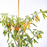 Aji Cito chilli seeds 