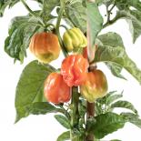 Vicentes Sweet Habanero Chilli Seeds 