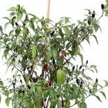 Prairie Fire Chilisamen 