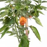 Big Jamaican Yellow Chilisamen 