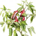 Naso di Cane Chilli Seeds 
