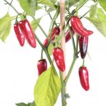 Jalapeno Craig's Grande Chilli Seeds 