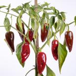 Ancho San Luis Chilisamen 