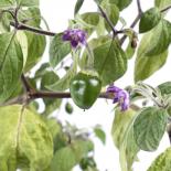 Rocoto Rio Huallaga Chilisamen 