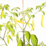 Aji Aneedo Ecuador Chilliseeds 