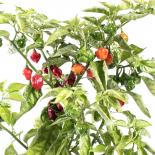 Aji Cachucha Chilliseeds 