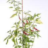 Aji Chileno Chilisamen 