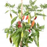 Aji Delight Chilliseeds 