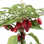Aji Dulce Rot Chilliseeds 