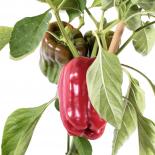 Aji Equatoria Chilliseeds 