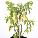 Aji Finnlandia Yellow Chilliseeds 