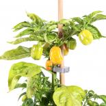 Aji Jobito Chilliseeds 