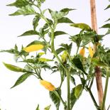 Aji Lemon Chilliseeds 