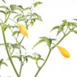 Aji Mandarin Chilisamen 