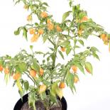 Aji Mango Chilliseeds 