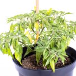 Aji Mochero Chilliseeds 