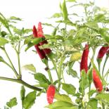 Aji Quintunquito Chilliseeds 