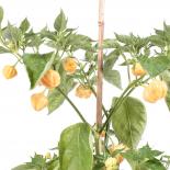 Apricot Apple Chilliseeds 