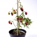 Atomic Heart Chilisamen 