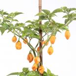 Aucaja Amarilla Chilliseeds 
