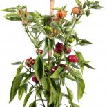 Baby Red Chilliseeds 