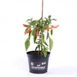 Banana Supreme Chilliseeds 