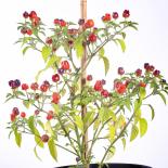 Beuquet Gem Pepper Chilliseeds 