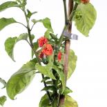 Bhut Jolokia Indian Carbon Chilliseeds 