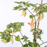 Big Chupetinho Peach Chilliseeds 