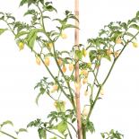 Biquinho Peach Chilliseeds 