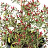 Birds Eye Baby Chilliseeds 